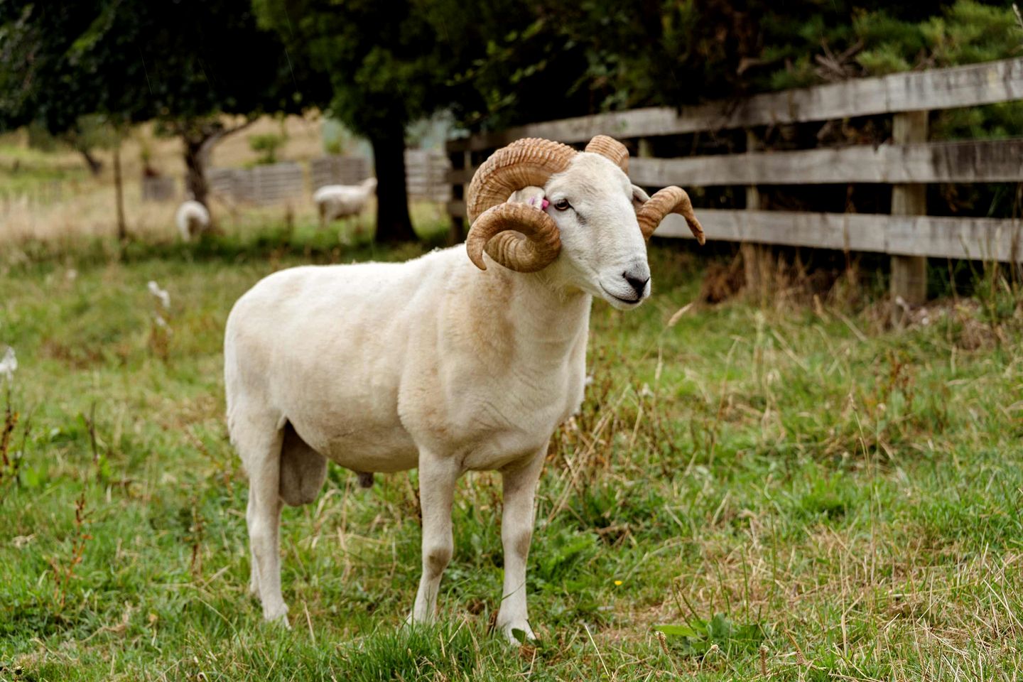 Charming Tiny House Retreat with Farm Animals near Mt Baw Baw in Neerim South, Victoria