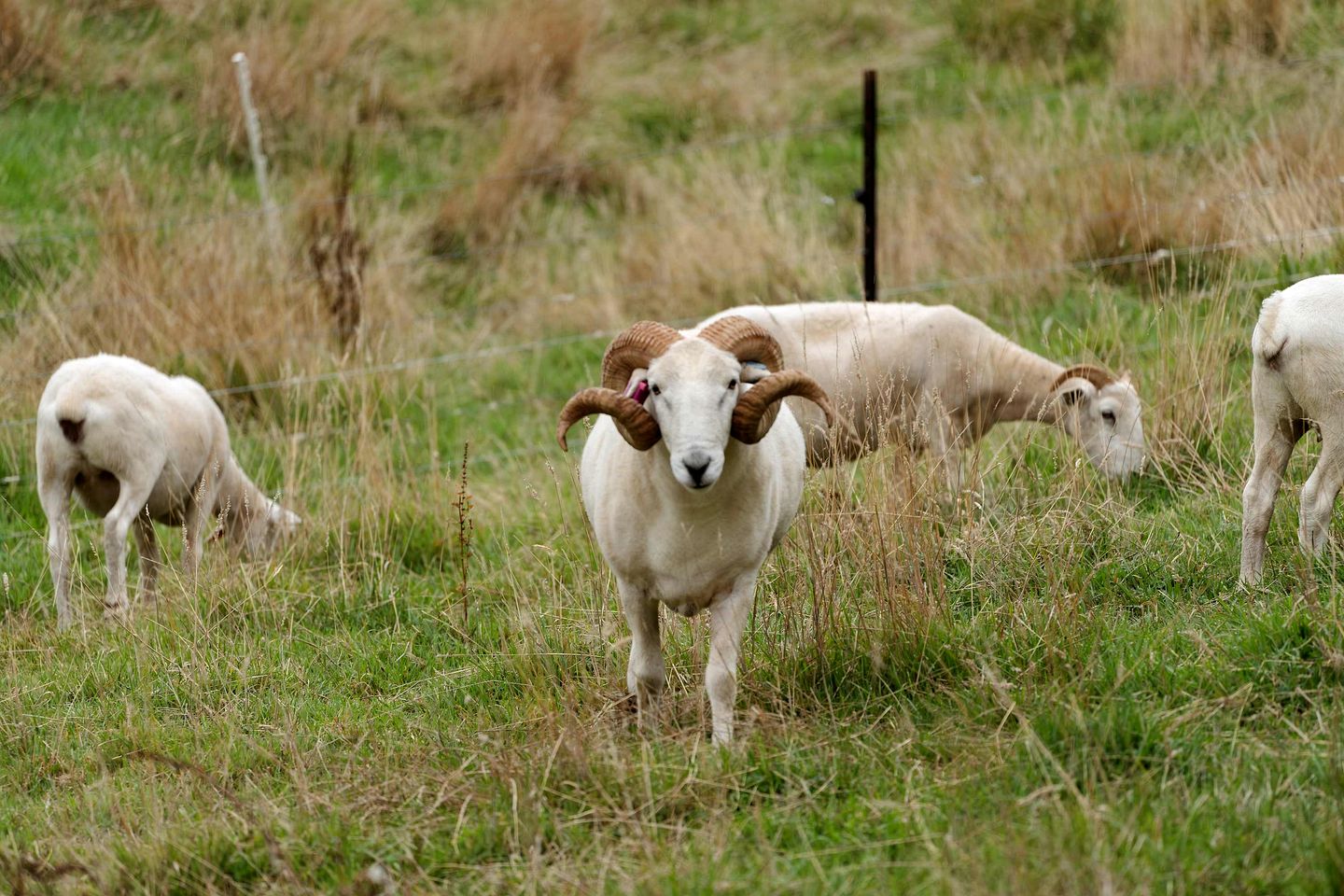 Charming Tiny House Retreat with Farm Animals near Mt Baw Baw in Neerim South, Victoria