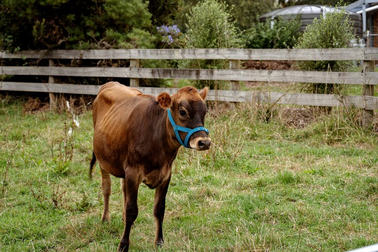 Tiny Houses (Australia, Neerim, Victoria)