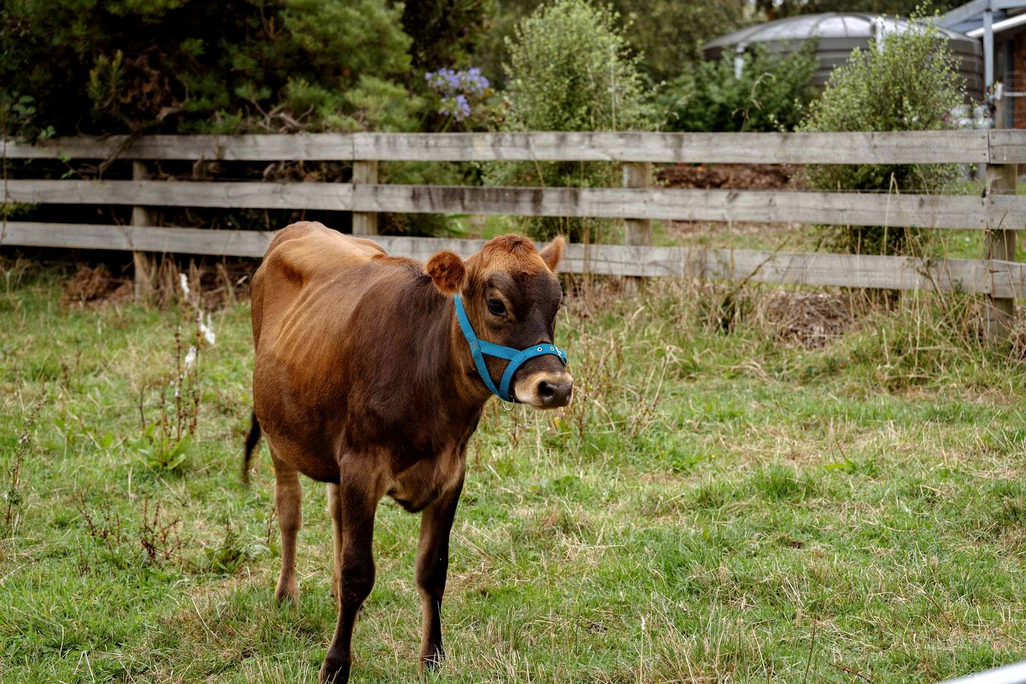 Charming Tiny House Retreat with Farm Animals near Mt Baw Baw in Neerim South, Victoria