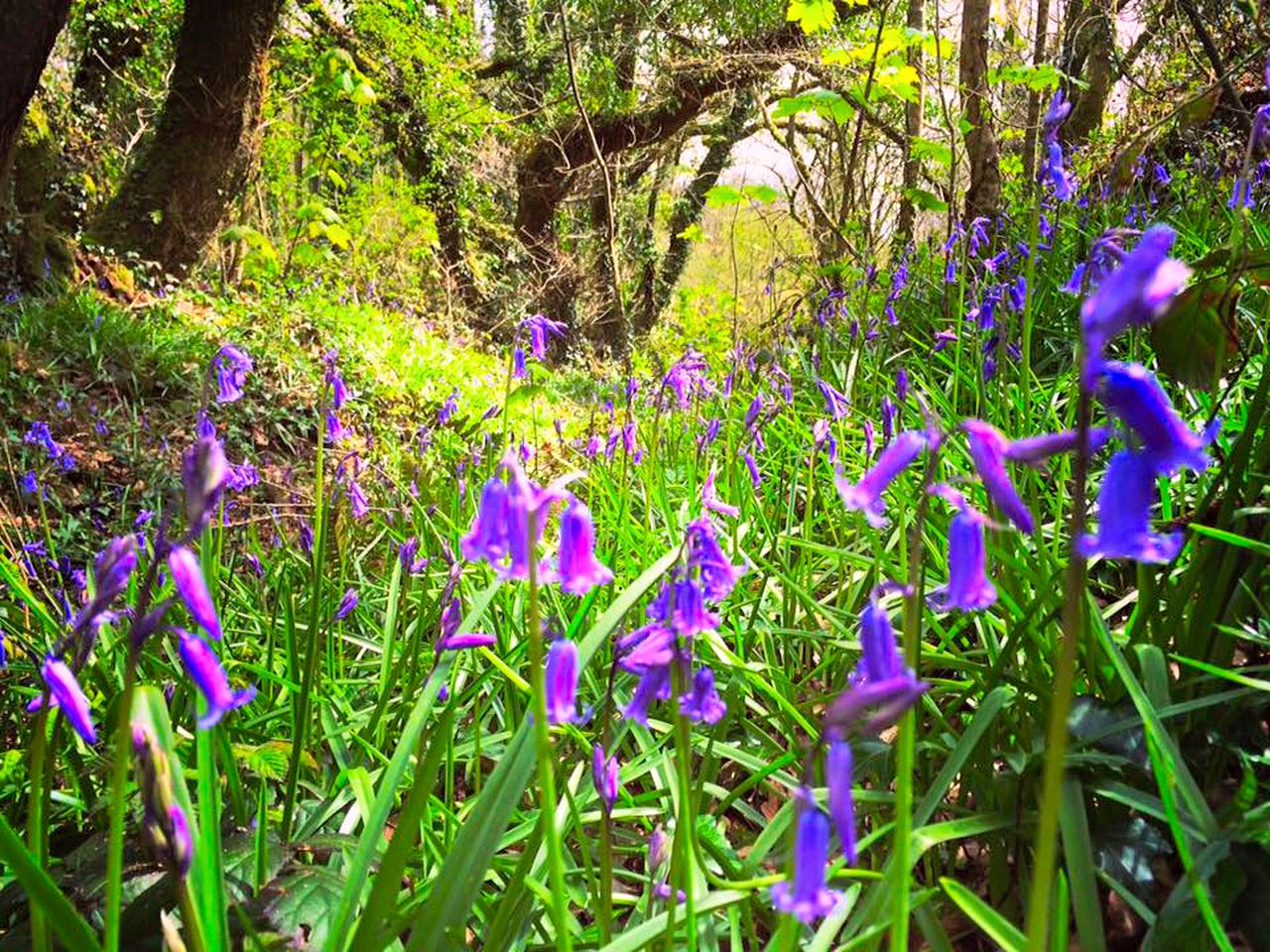 Charming Tipi Rental for Glamping in Cornwall, England