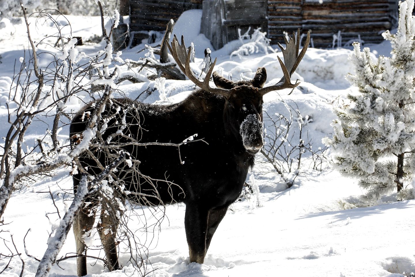 Delightful Rustic Cabin with Fireplace and Spectacular Mountain Views in Estes Park, Colorado