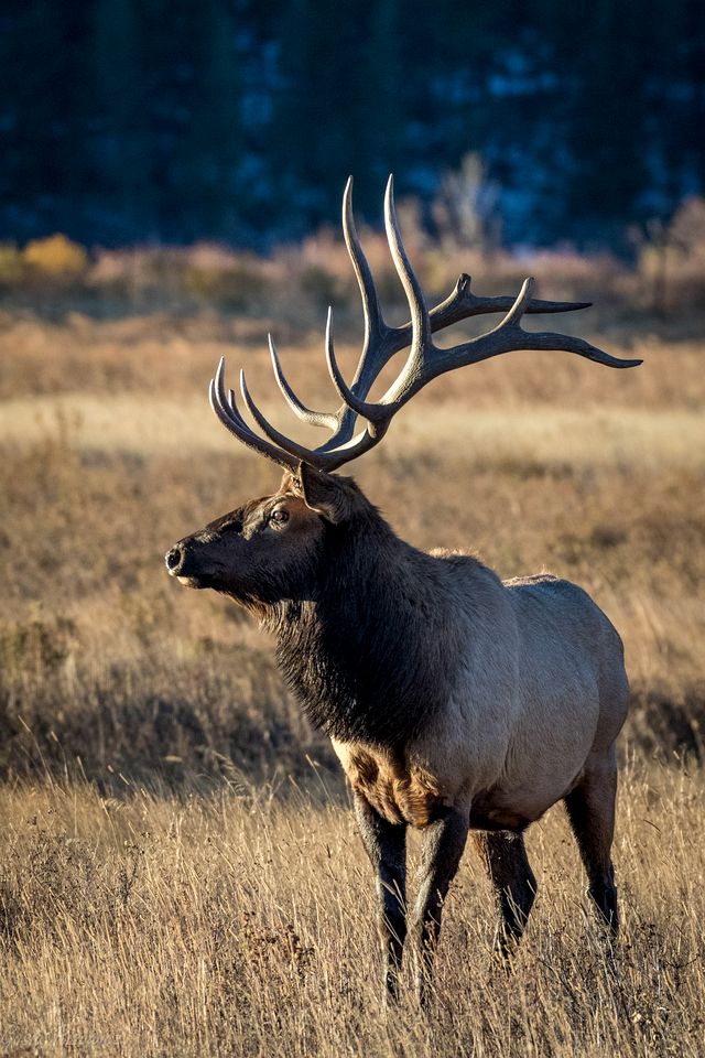 Delightful Rustic Cabin with Fireplace and Spectacular Mountain Views in Estes Park, Colorado