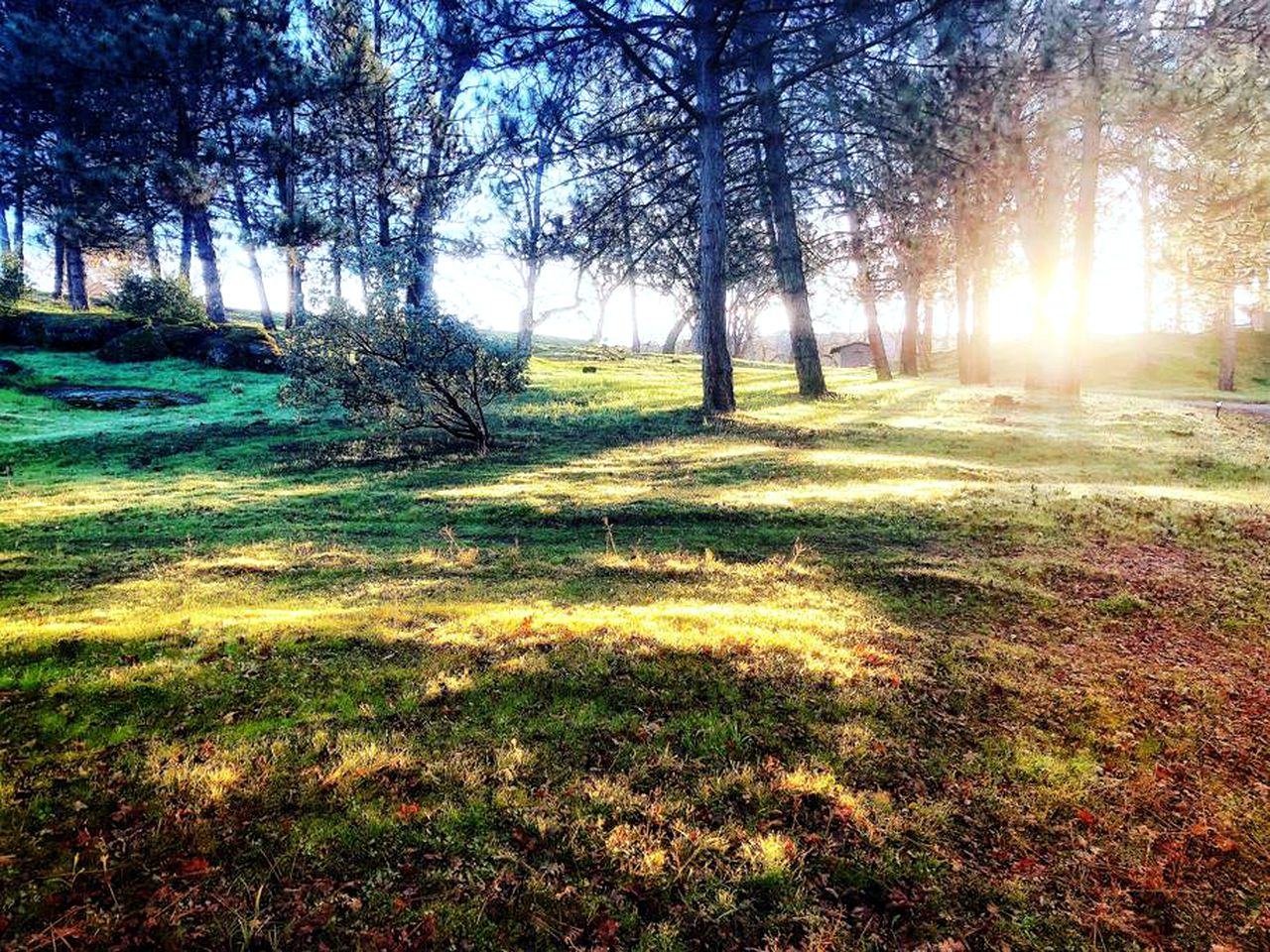 Chic Studio Cabin in the Sierra Nevada near Sequoia National Park, California