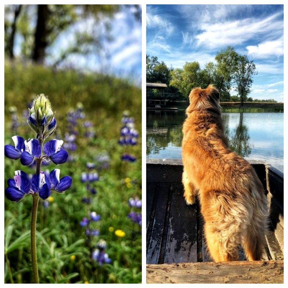 Chic Studio Cabin in the Sierra Nevada near Sequoia National Park, California