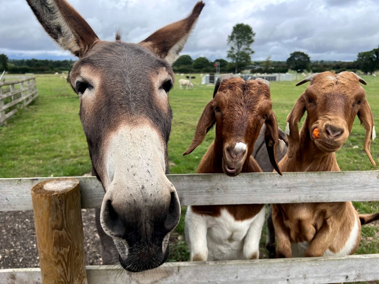 Gorgeous Fully-Equipped Cabin with Spectacular Outdoor Living Space in UK