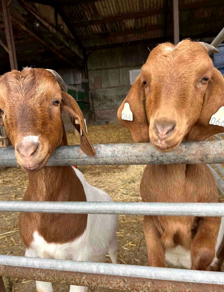 Gorgeous Fully-Equipped Cabin with Spectacular Outdoor Living Space in UK