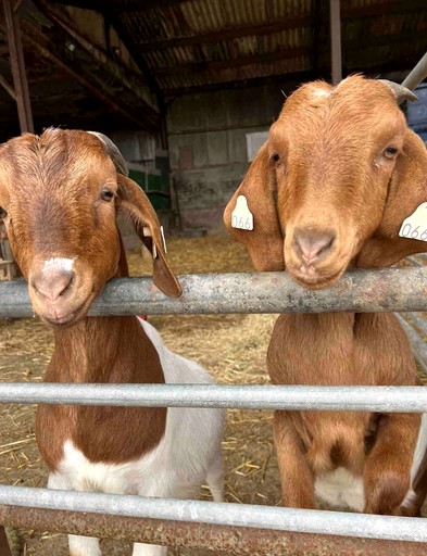 Cabins (United Kingdom, --, West Sussex)