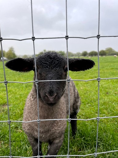 Cabins (United Kingdom, --, West Sussex)