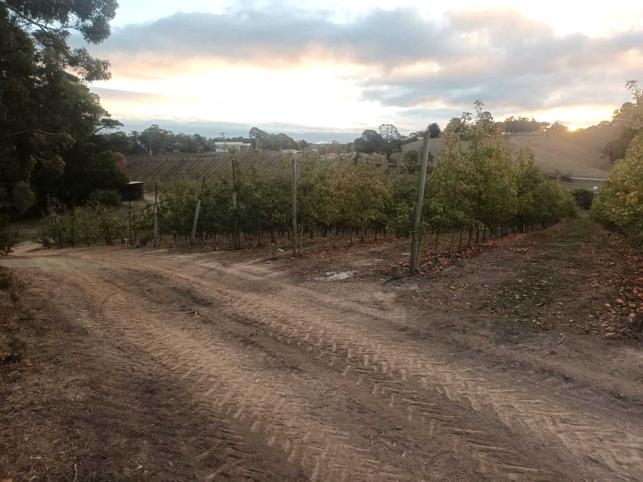 Charming Farm Stay Tiny Home with Apple Orchard & Dam Views near Adelaide in Lenswood, South Australia
