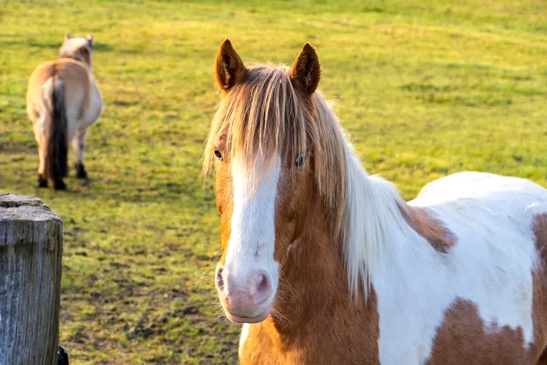 Vacation Rentals (France, --, Auvergne-Rhône-Alpes)