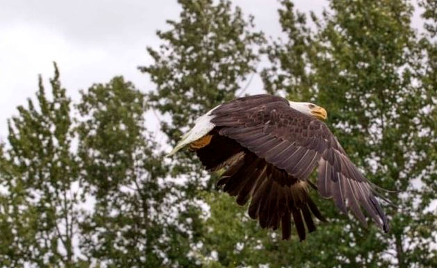 Authentic Cabin Rental for a Family-Friendly Getaway near Homer, Alaska