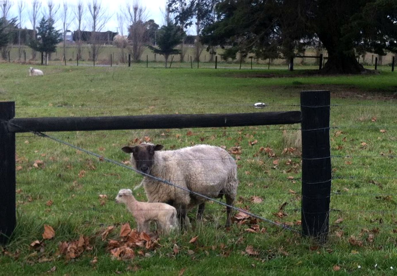 Spacious Suite Rental with a Complimentary Breakfast near Halswell, South Island