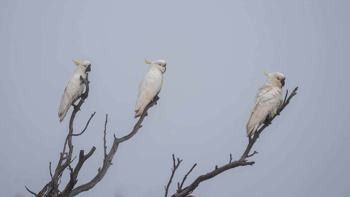 Tranquil Tiny House Farm Stay with Rolling Hill Views near Grampians, Warrenmang Victoria