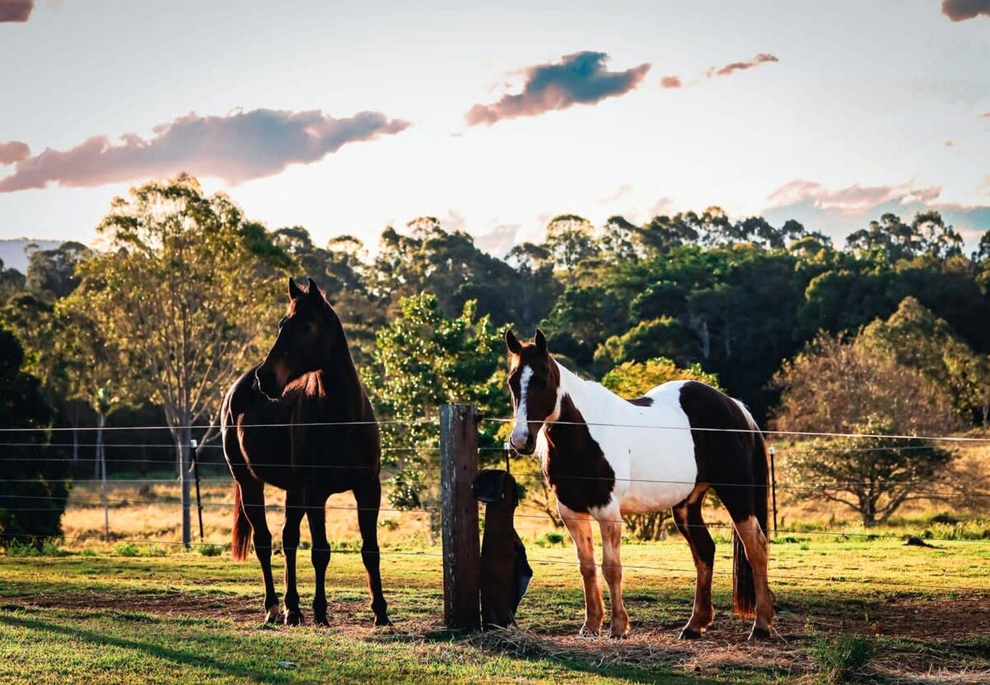 Coastal Glamping in a New South Wales Tiny House