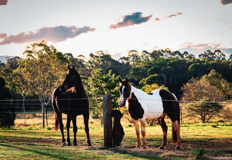 Tiny Houses (Australia, Myocum, New South Wales)