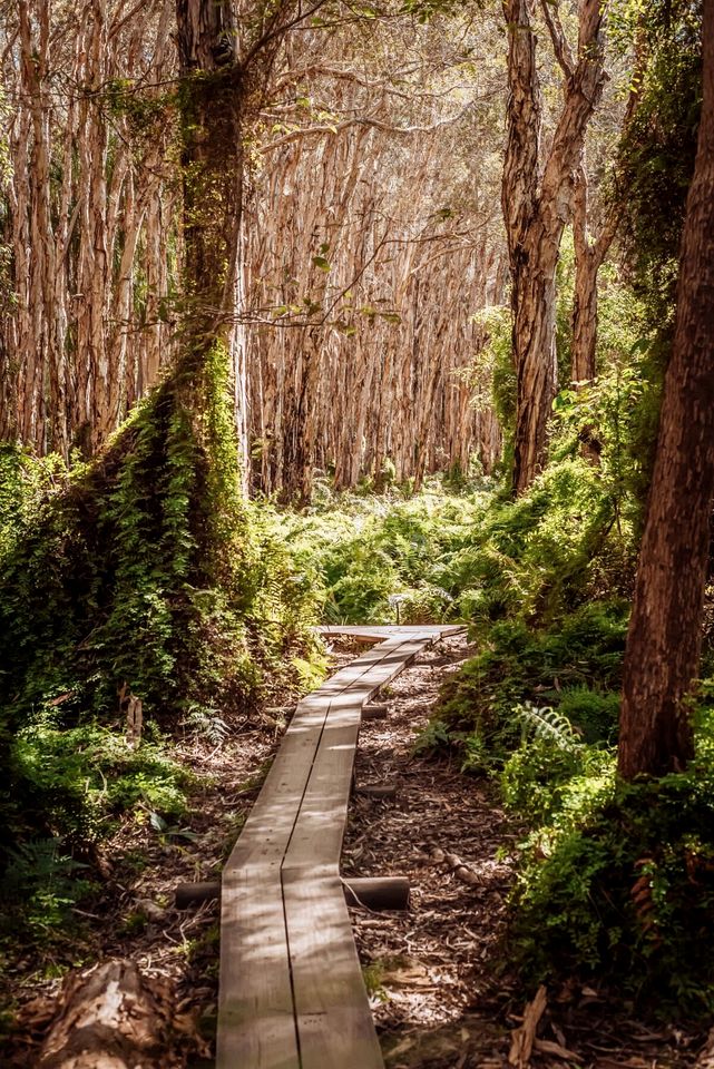 Coastal Tiny House for Glamping near Deepwater National Park