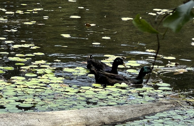 Vacation Rentals (United States of America, Coldspring, Texas)