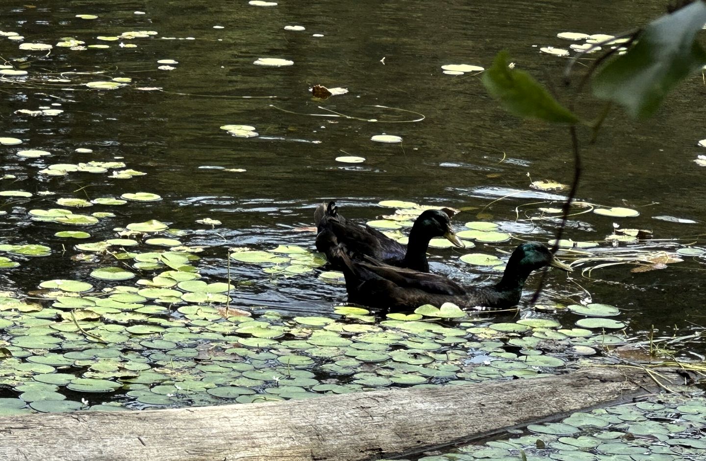 Khushatta Hills Ranch Glamping - Alzeda