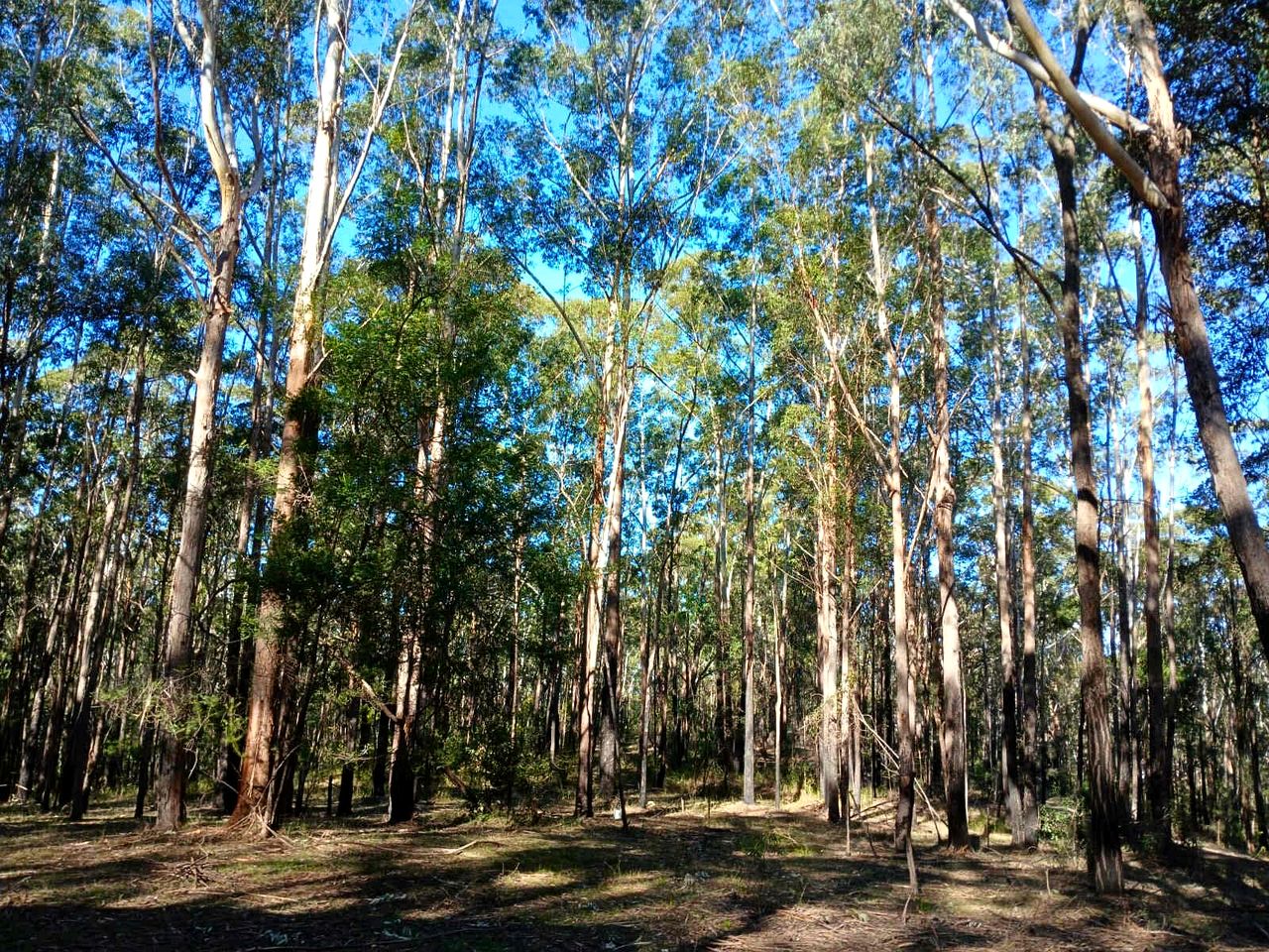 Secluded Tiny House with Off-Grid Charm near Colo River & Blue Mountains, NSW