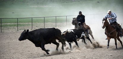 Room Rental on a Dude Ranch Perfect for Families in Northern Colorado photo 4