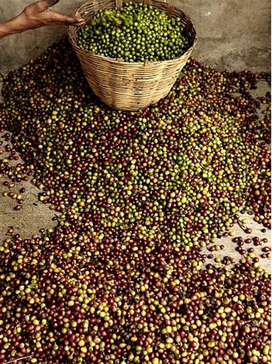 Cabins (Tapachula, Chiapas, Mexico)