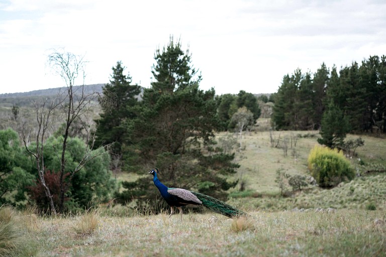 Tiny Houses (Australia, Bungendore, New South Wales)