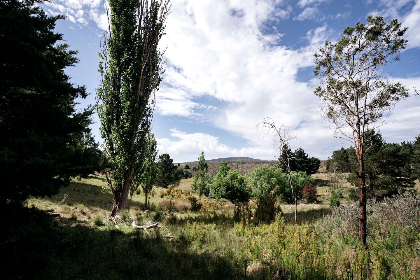 Comfortable Pet-Friendly Tiny House with Living Area, Loft and Barbecue in New South Wales, Australia