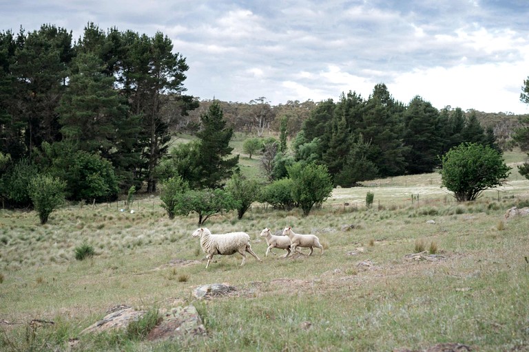 Tiny Houses (Australia, Bungendore, New South Wales)
