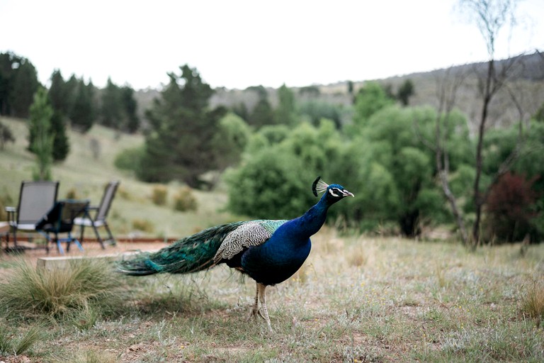 Tiny Houses (Australia, Bungendore, New South Wales)