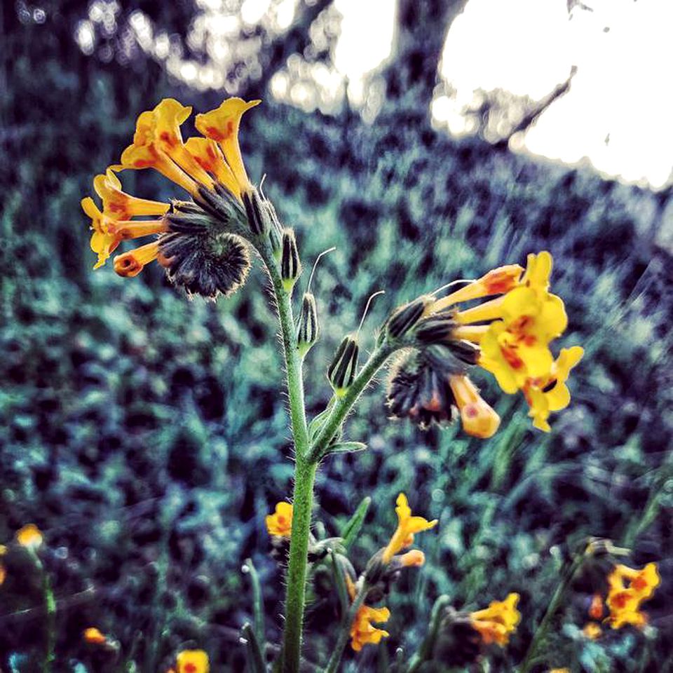 Comfortable Vacation Rental for Two in the Wilderness of Tulare County, California