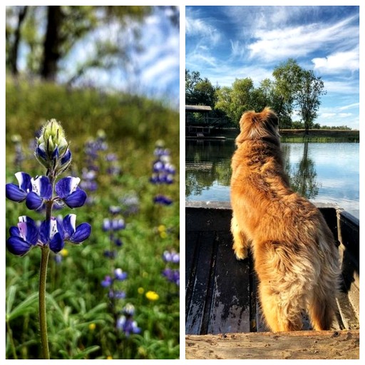 Nature Lodges (Badger, California, United States)