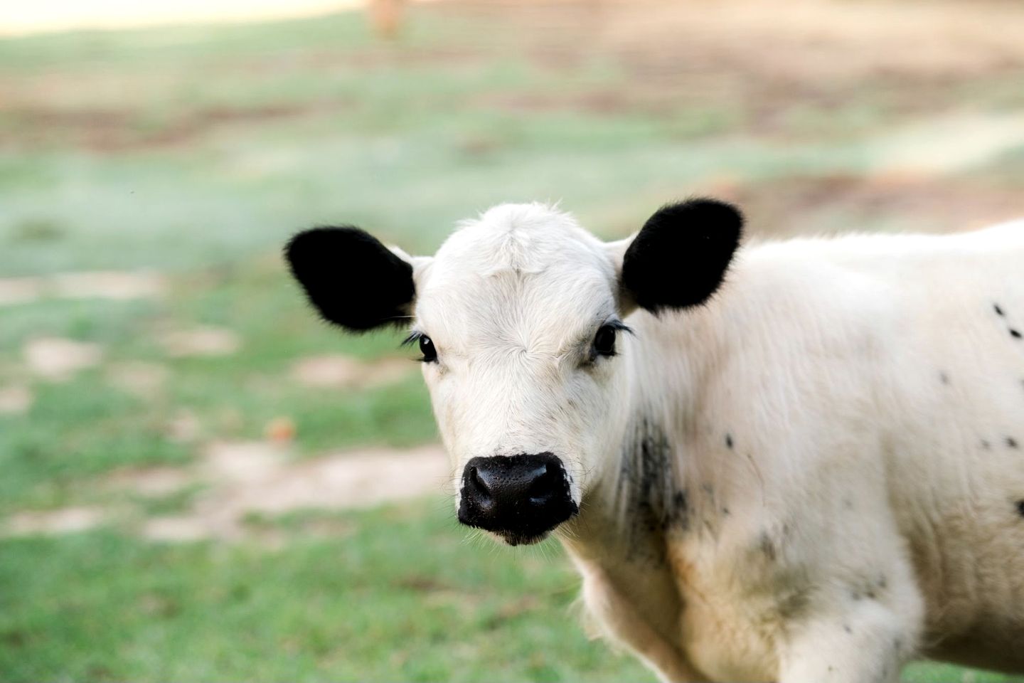 Comfy Tented Cabin Spectacular for a Couples Retreat in South Carolina