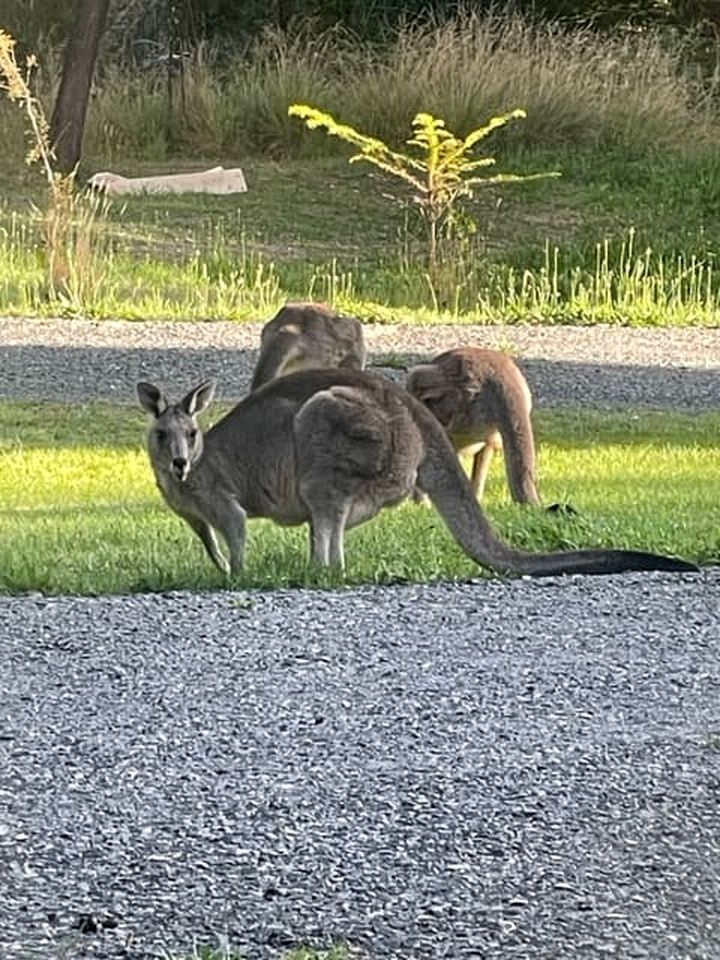 Comfy Tiny House Surrounded by Nature in Victoria