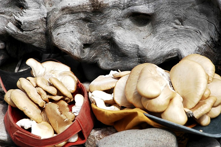 Cabins (Wise River, Montana, United States)