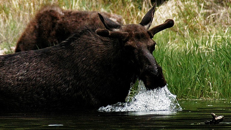 Nature Lodges (Wise River, Montana, United States)