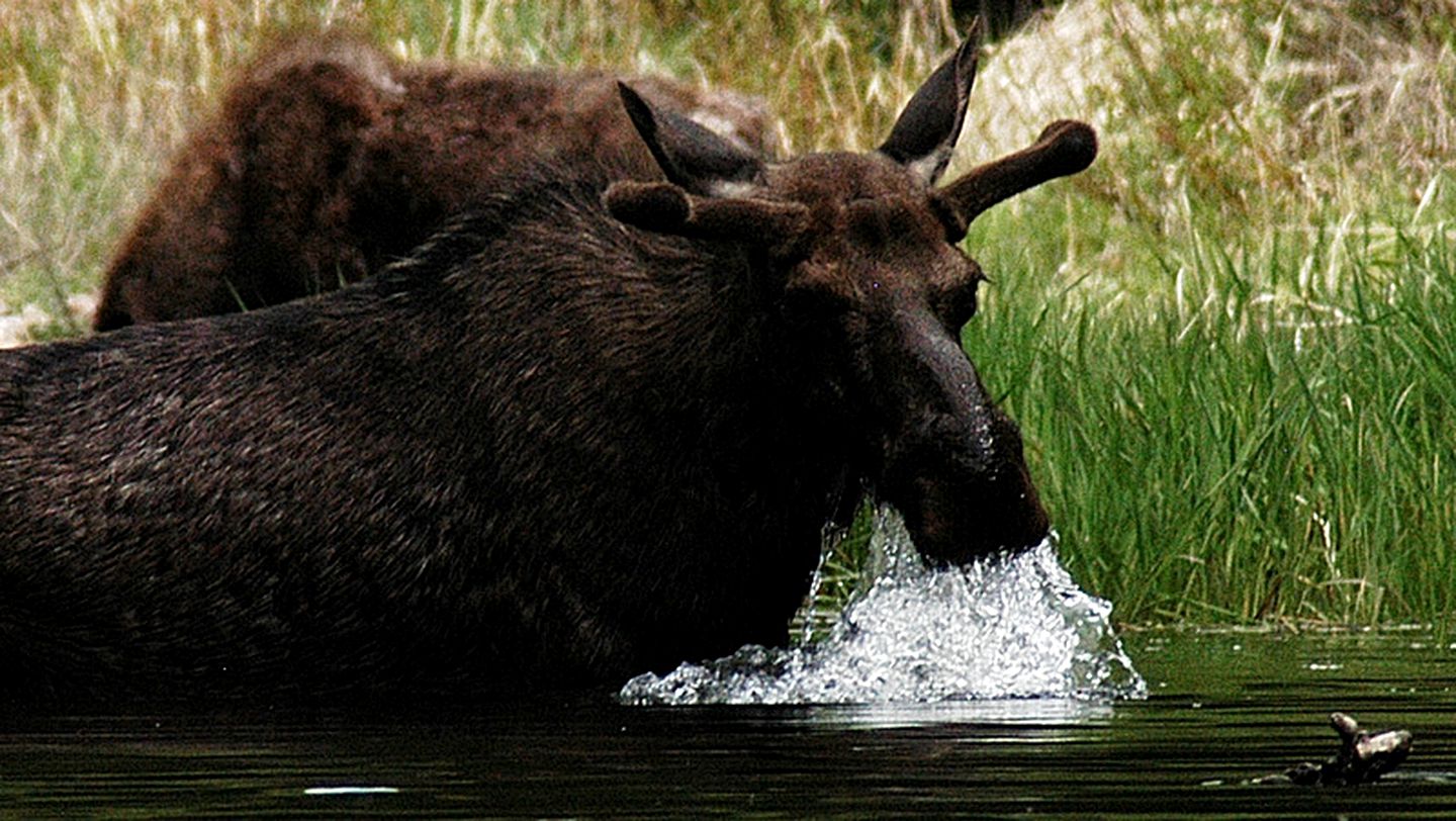 Rustic Log Cabin Rental at a Riverside Resort on the Big Hole River, Montana