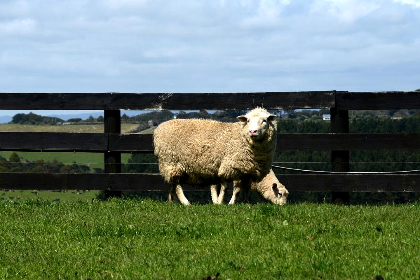 Couples' Vacation Rental with Breakfast Included on a Farm near Auckland, North Island