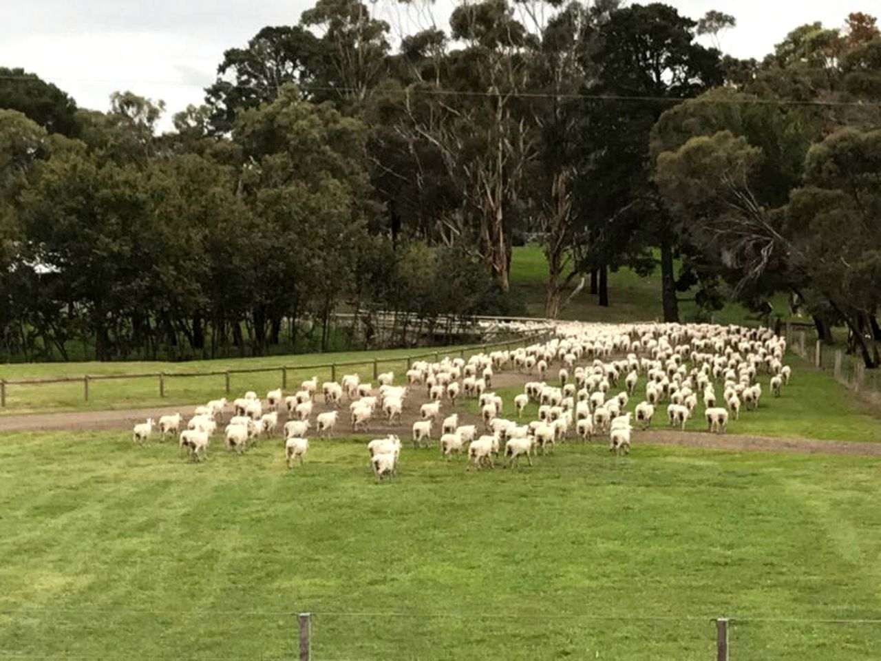 Enchanting Cottage Rental on a Working Farm near Geelong, Victoria