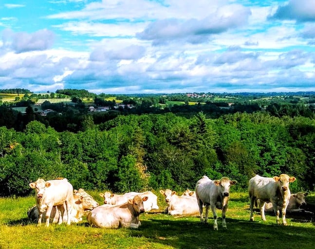 Bell Tents (Puy de Dôme, Auvergne-Rhône-Alpes, France)