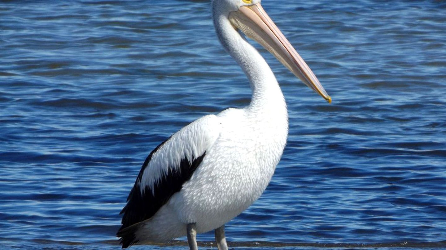 Waterfront Cottage Rental Overlooking Coorong National Park in South Australia