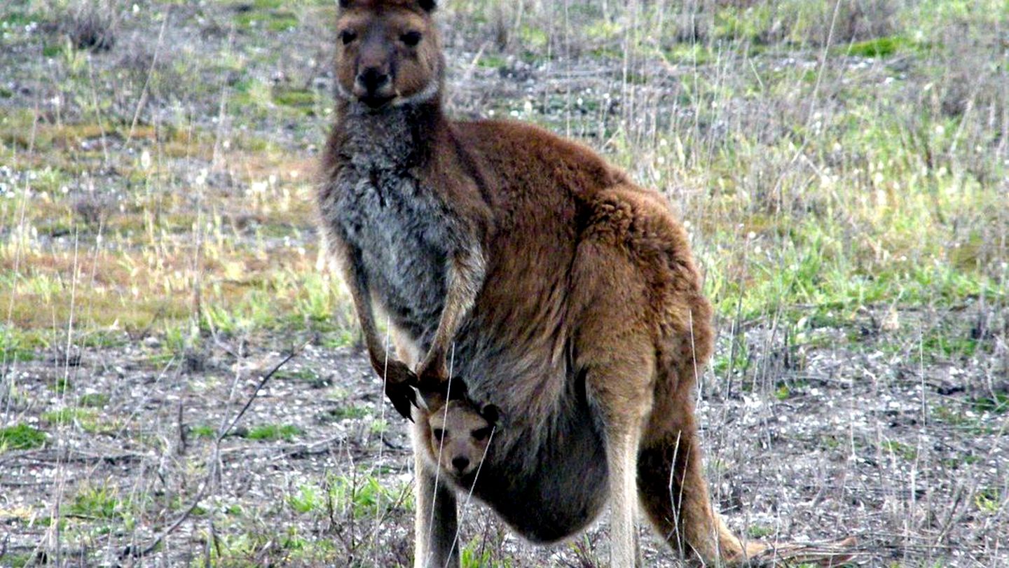 Waterfront Cottage Rental Overlooking Coorong National Park in South Australia