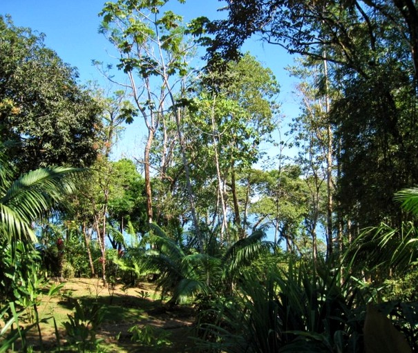 Cabins (Osa Peninsula, Puntarenas, Costa Rica)