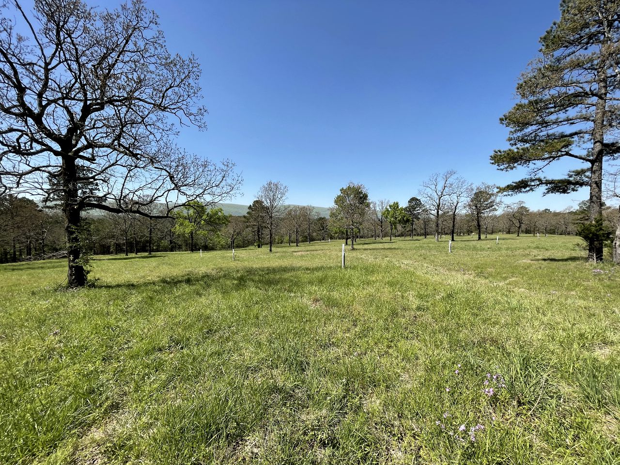 Ride Into Luxury: Horse-Friendly Log Cabin Villa in the Scenic Ouachita Mountains