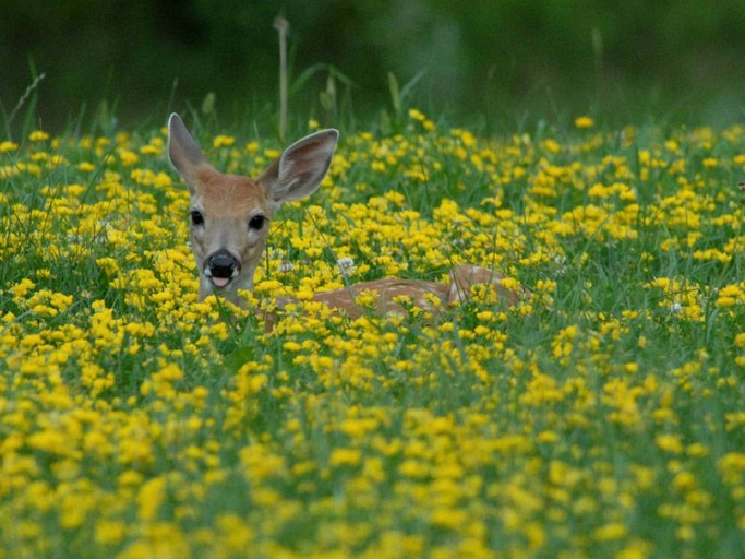 Cabins (United States of America, Copperhill, Tennessee)