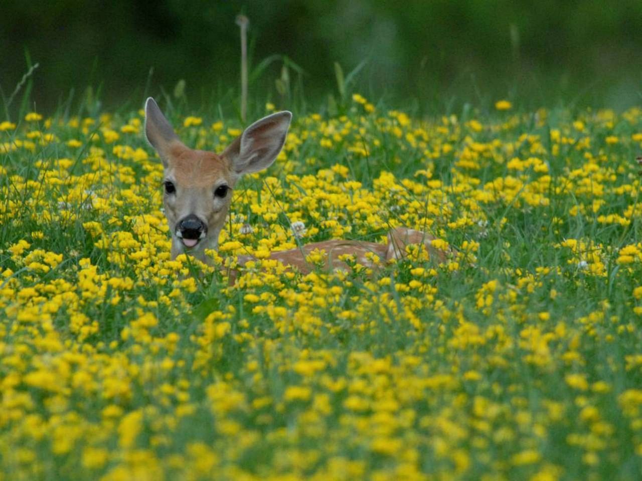 Spacious and Rustic Cabin with a Hot Tub near Copperhill for a Family Getaway in Tennessee