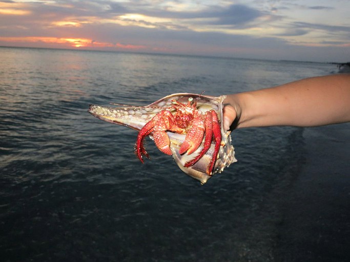 Nature Lodges (Captiva, Florida, United States)