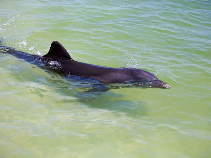 Nature Lodges (Captiva, Florida, United States)