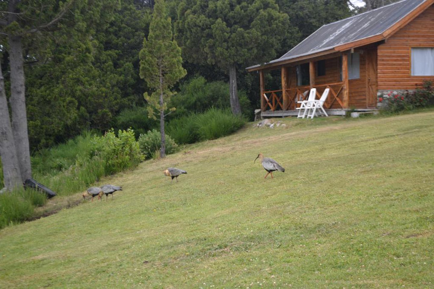 Pet-Friendly Cabin Rental with Free Breakfast in Nahuel Huapi National Park, Argentina