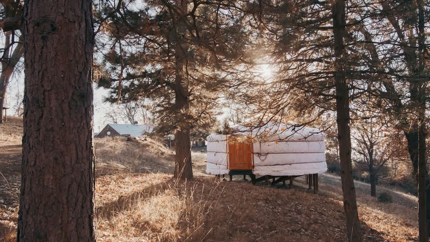 Cosy yurt at a nature retreat in Sequoia N Forest